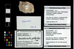 Foto (Objekt + Etikett) von Pithonoton sp.  (NHMW-GEO-2014-0194-0969)